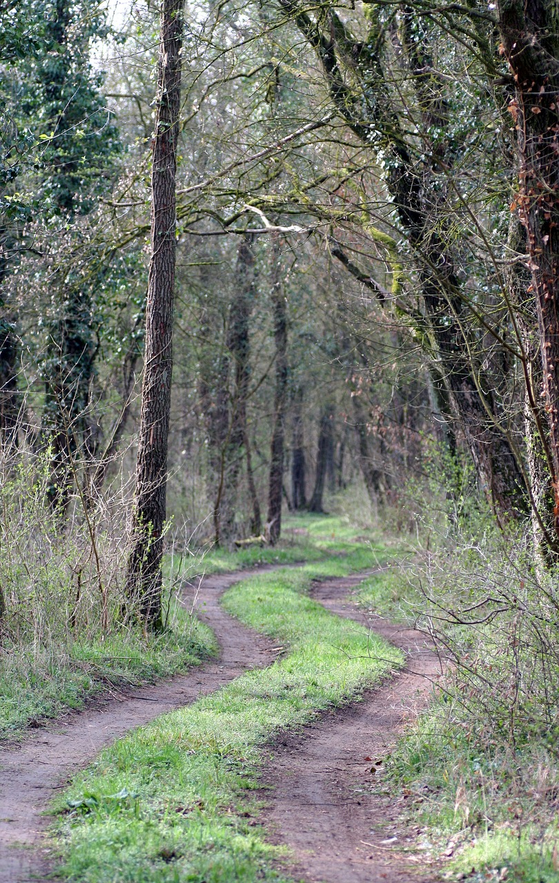 path  grass  forest free photo