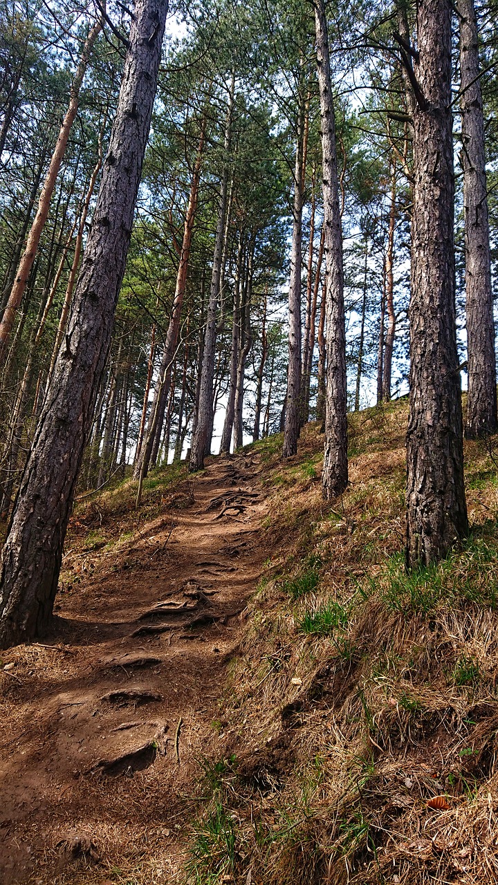 path  forest  walkway free photo