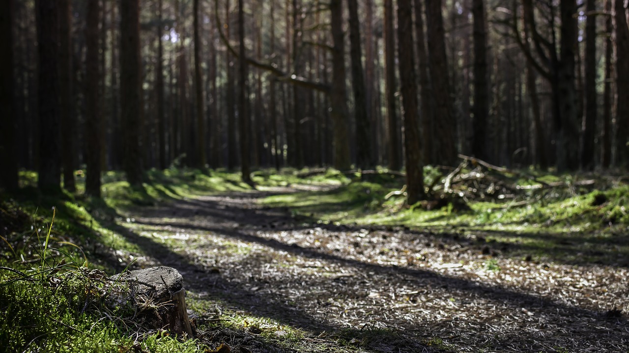 path  forest  sunrays free photo