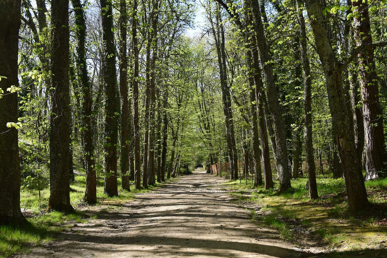 path  landscape  nature free photo