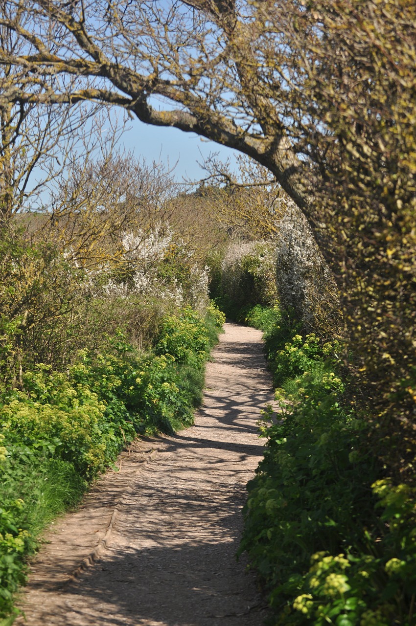 path woodland trees free photo