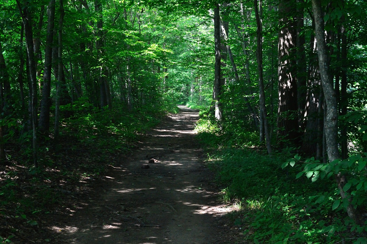 path trail woods free photo