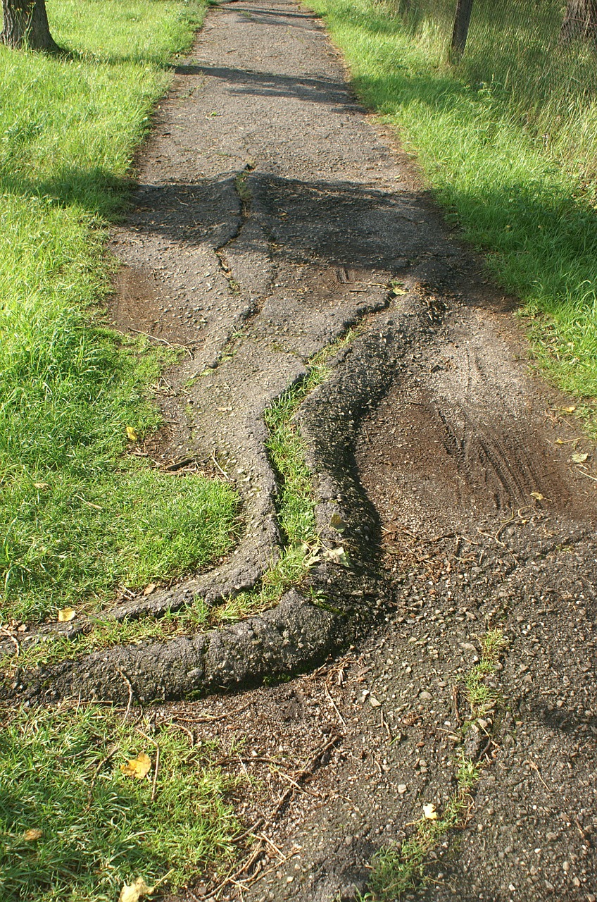 path asphalt root free photo