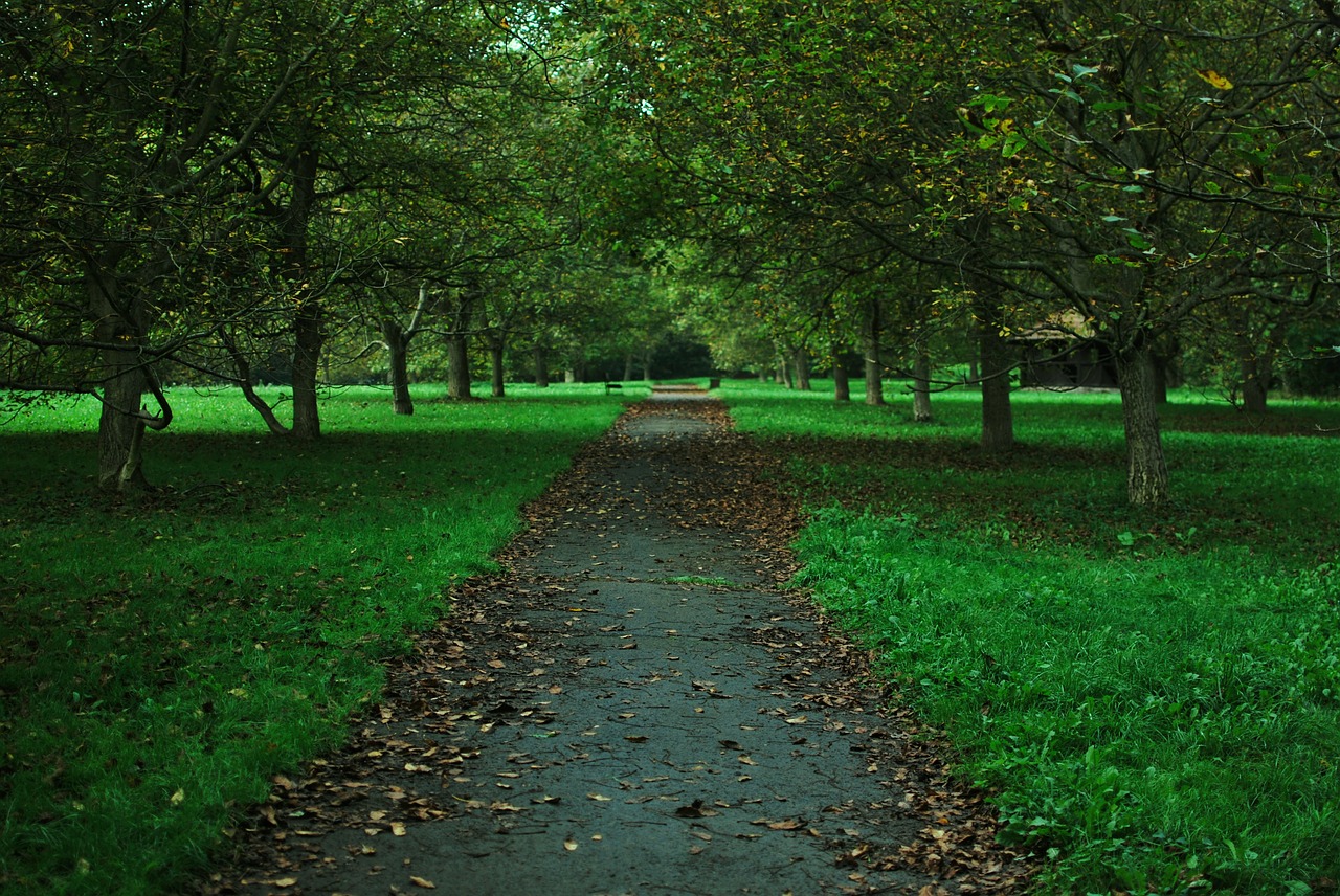 path trees nature free photo