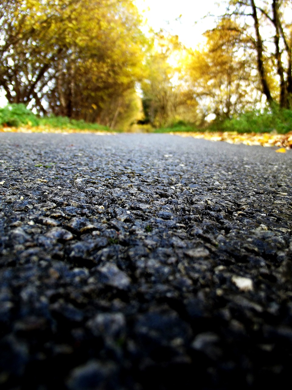 path autumn nature free photo