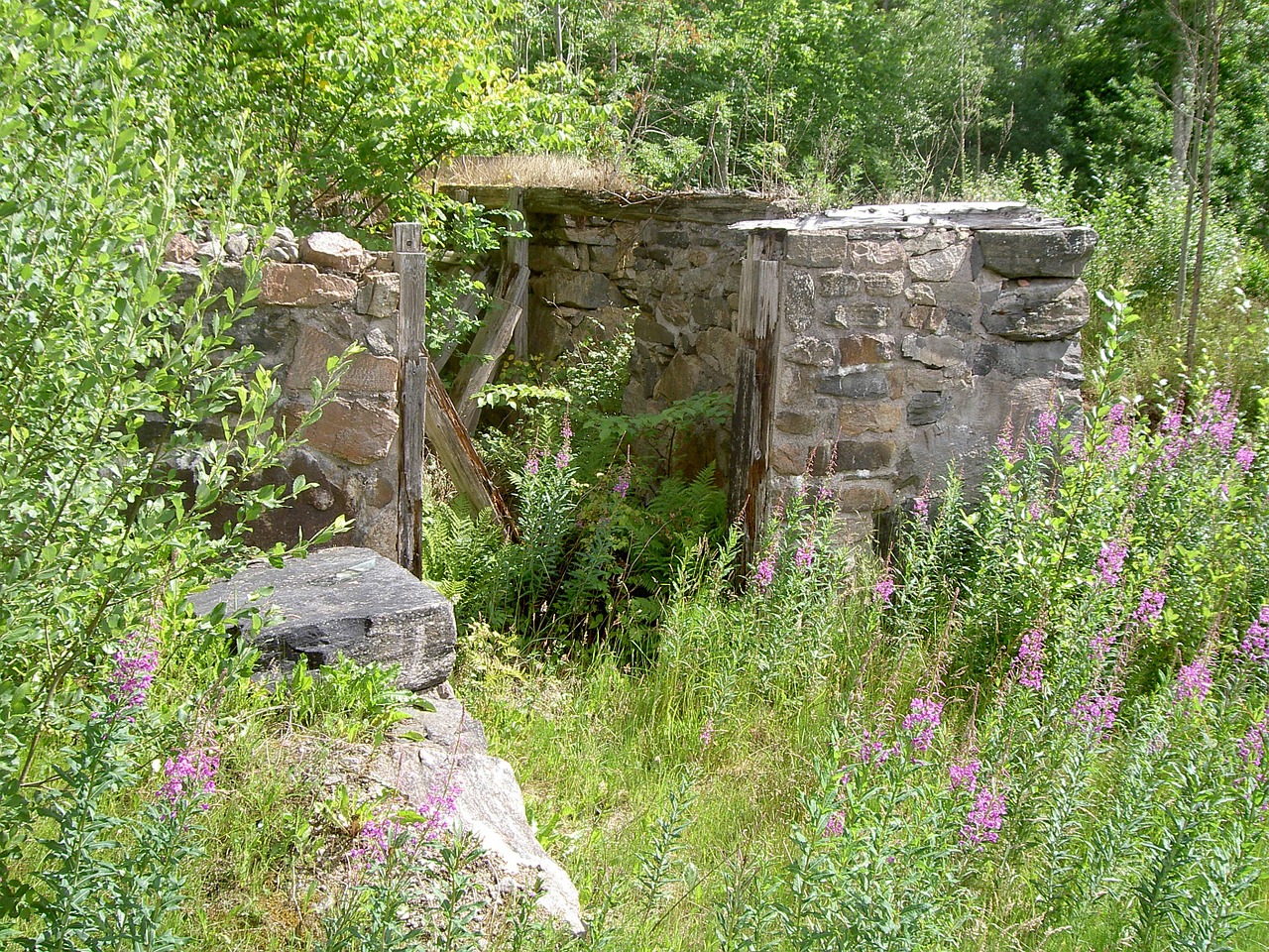 path forest sweden free photo