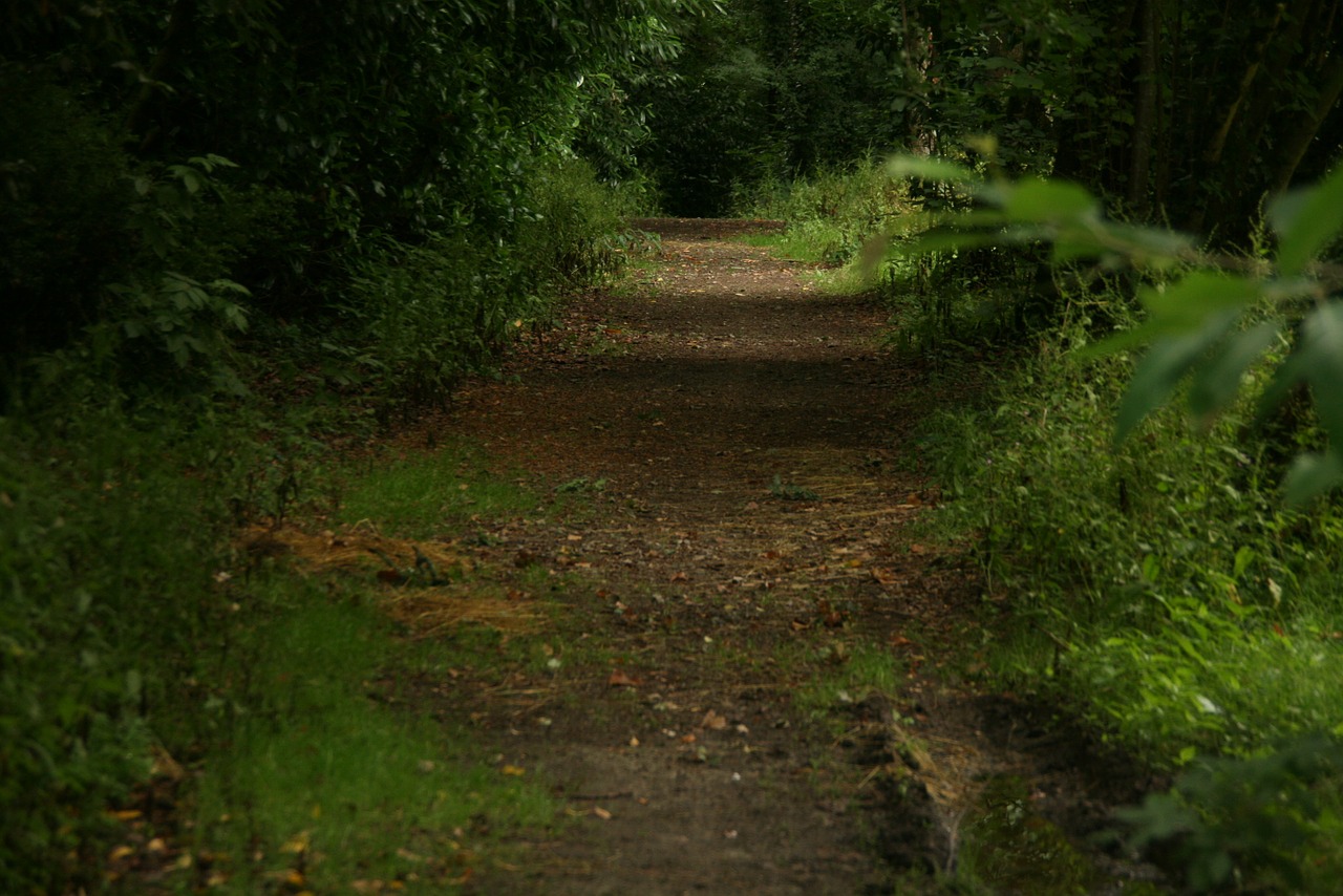 path trees landscape free photo