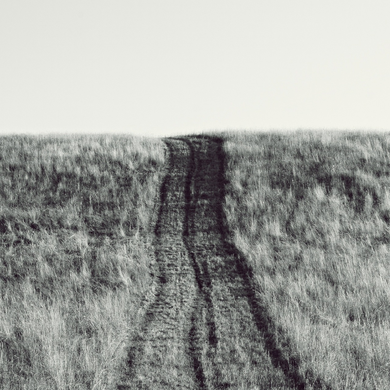 path meadow horizon free photo