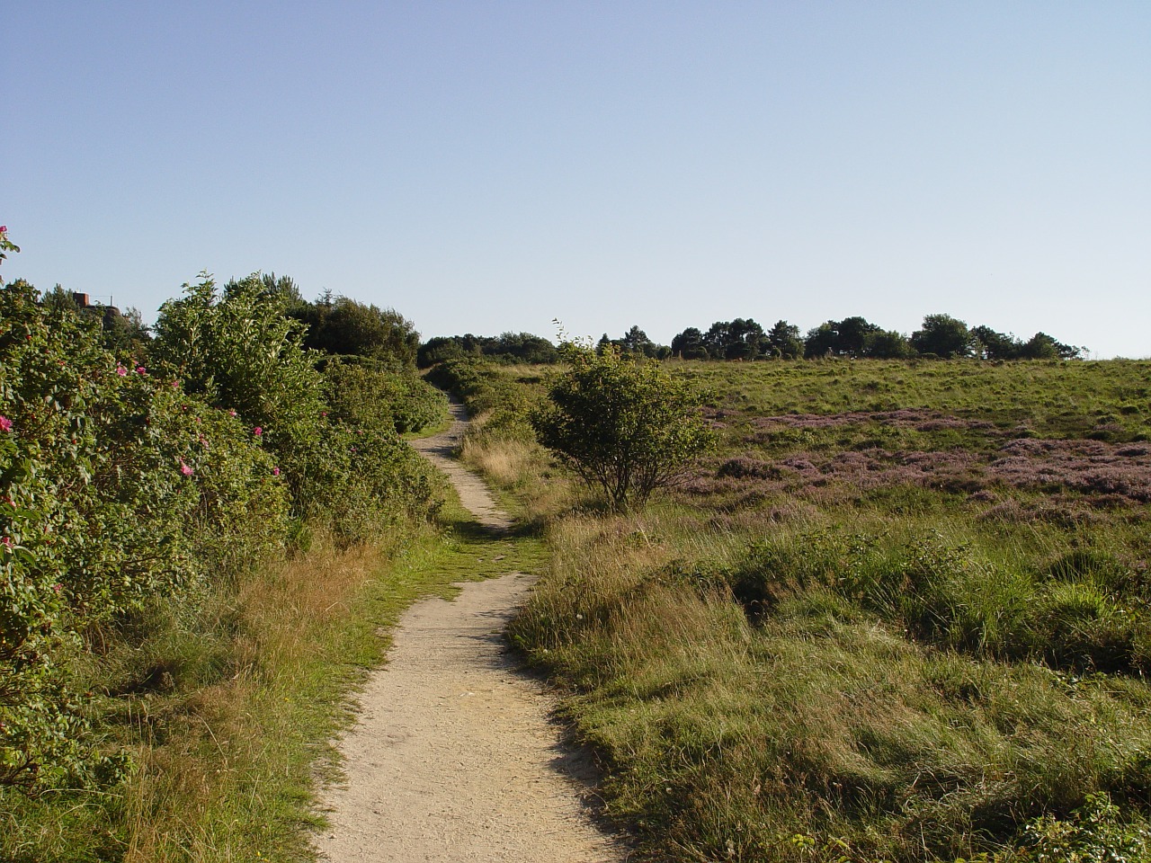path heathland sylt free photo