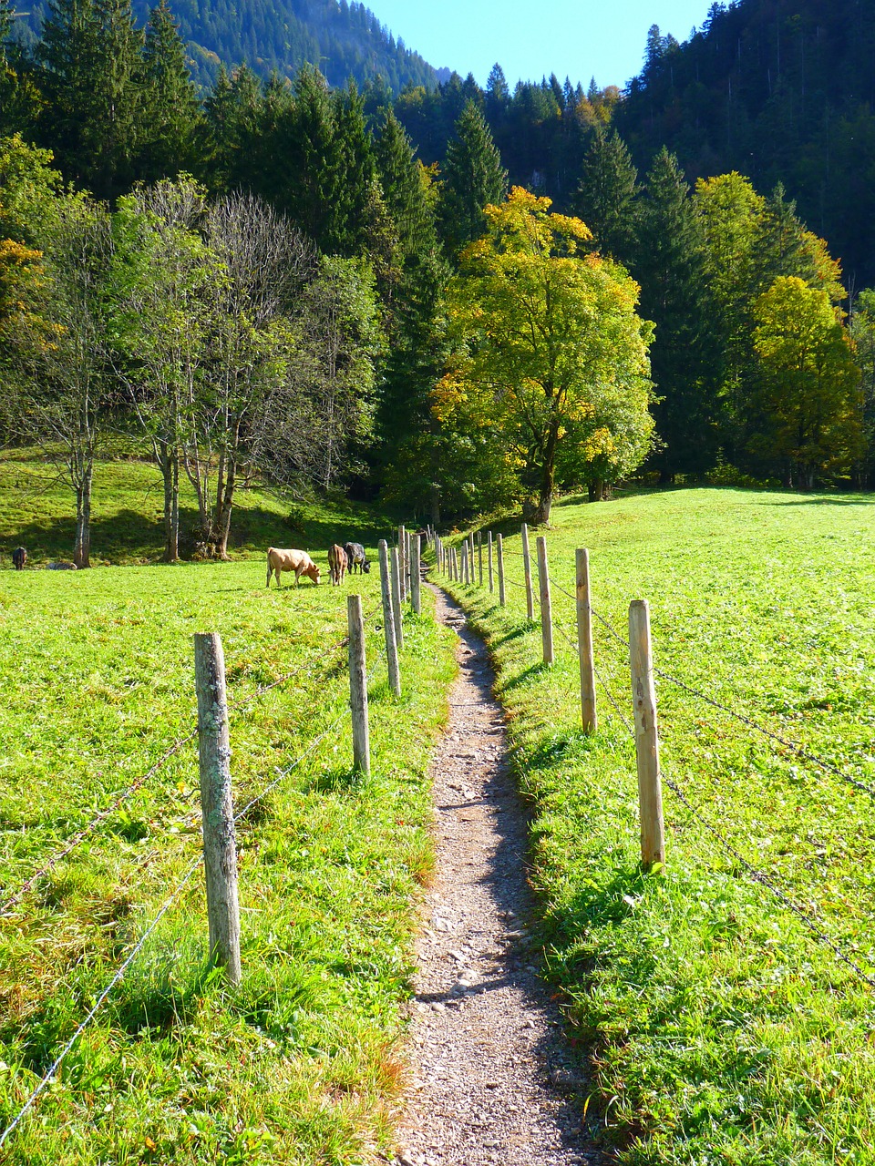 path trail meadow free photo