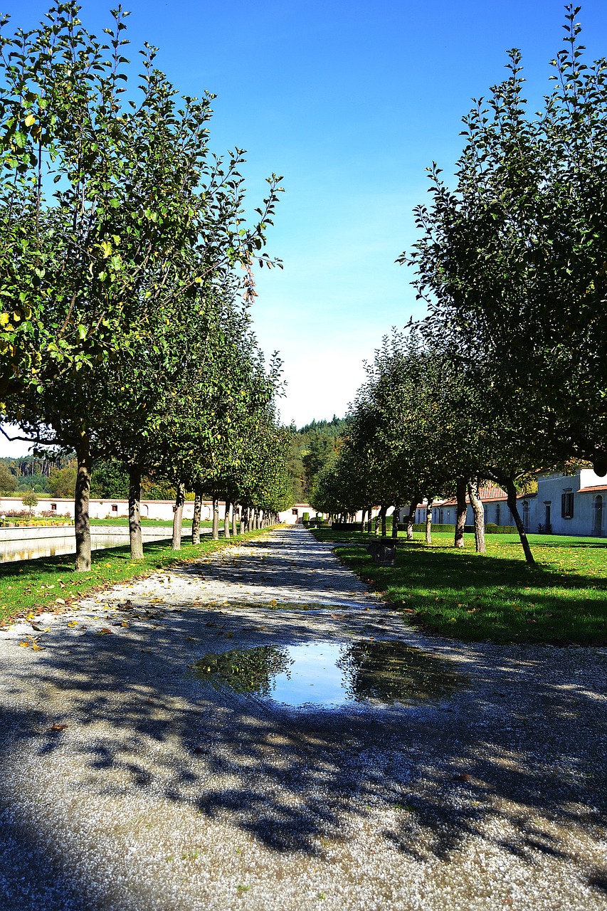 path trees nature free photo