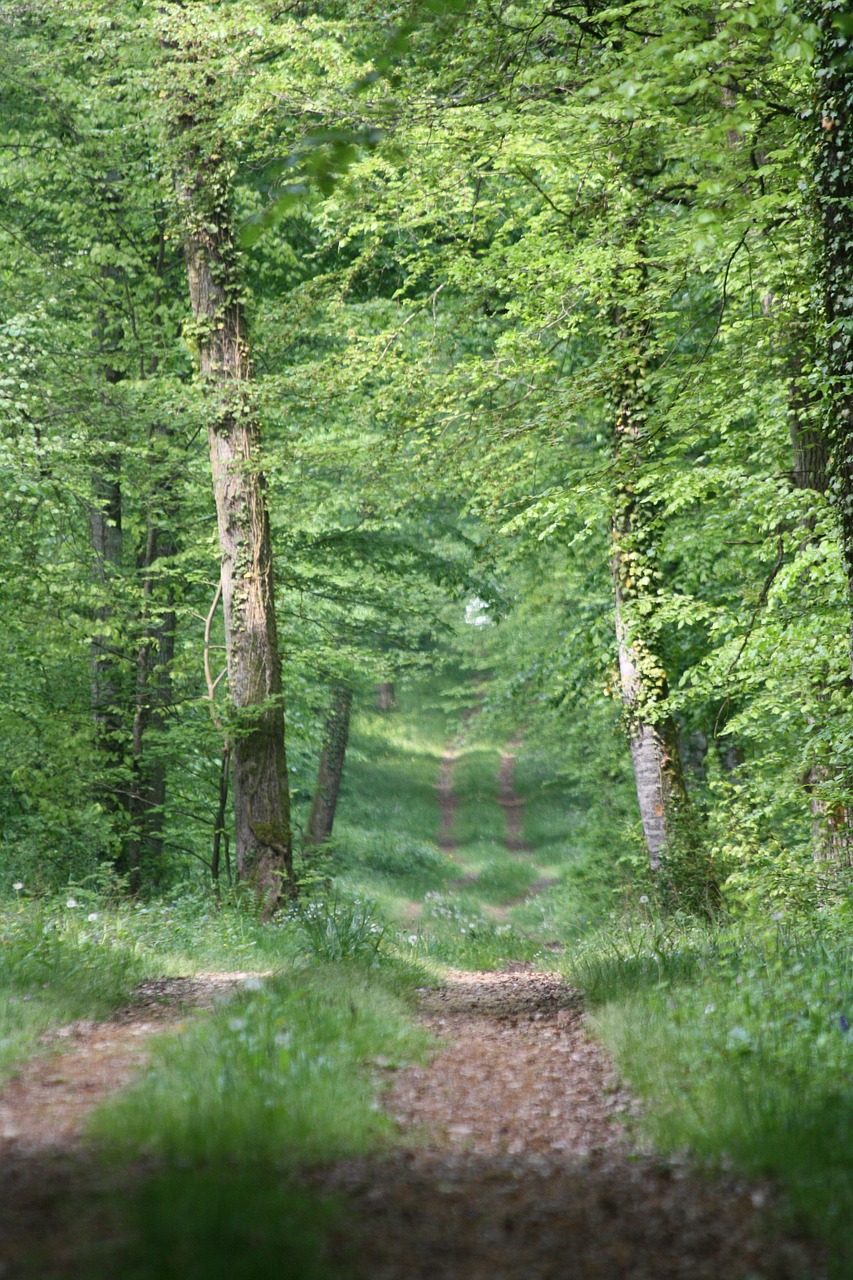 path forest nature free photo