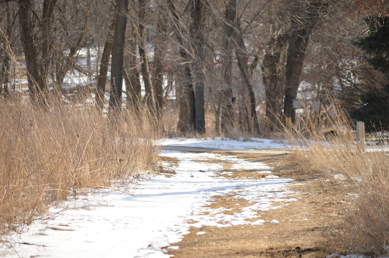 path meadow winter free photo