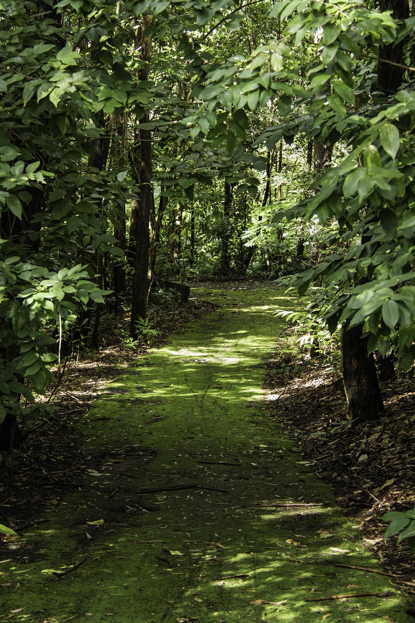 path tree forest free photo