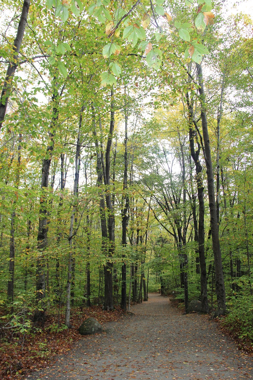 path trees nature free photo