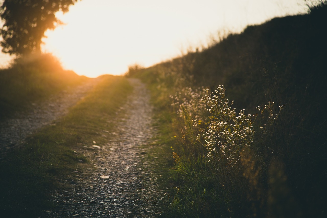 path way footpath free photo