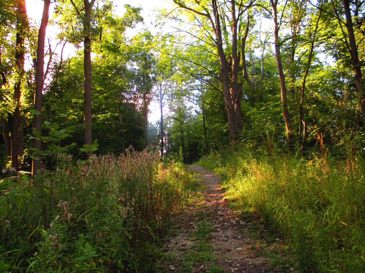 path forest hiking free photo