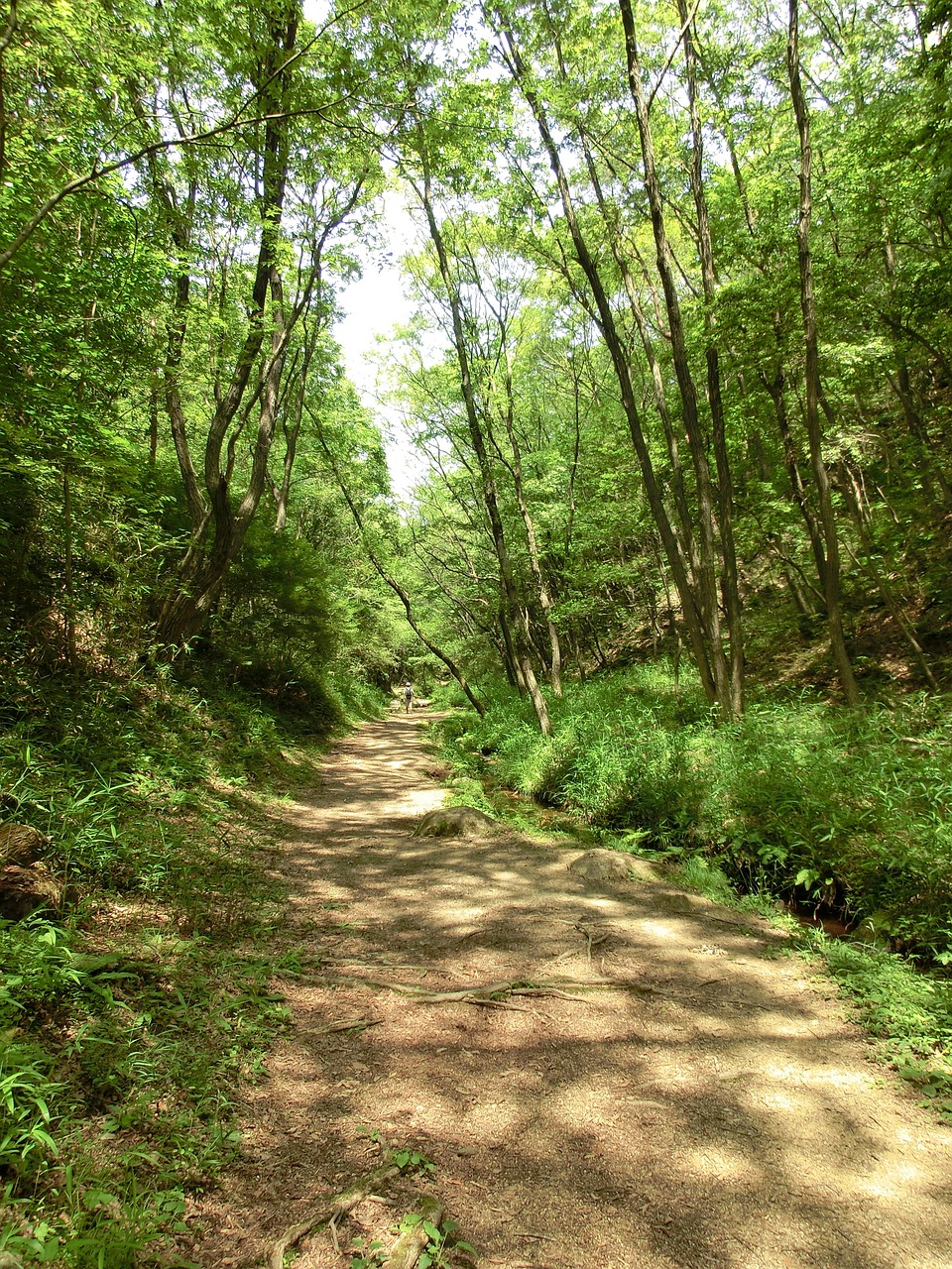 path trail forest free photo