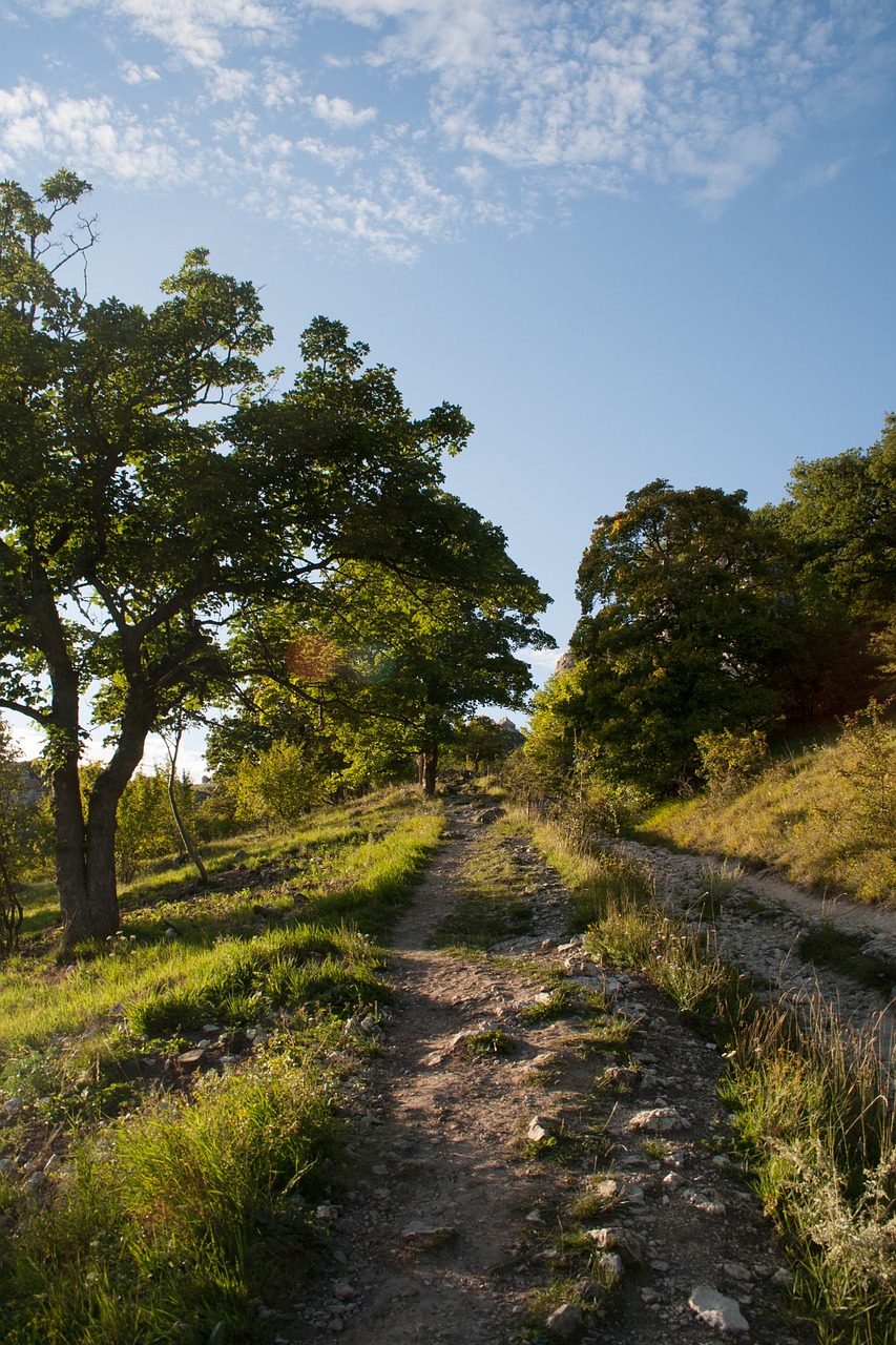 path nature magic free photo