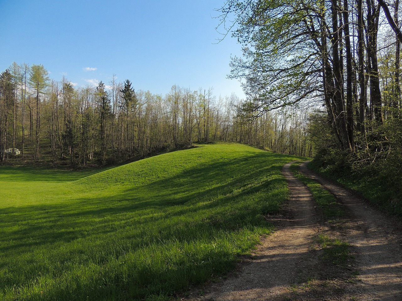 path forest spring free photo