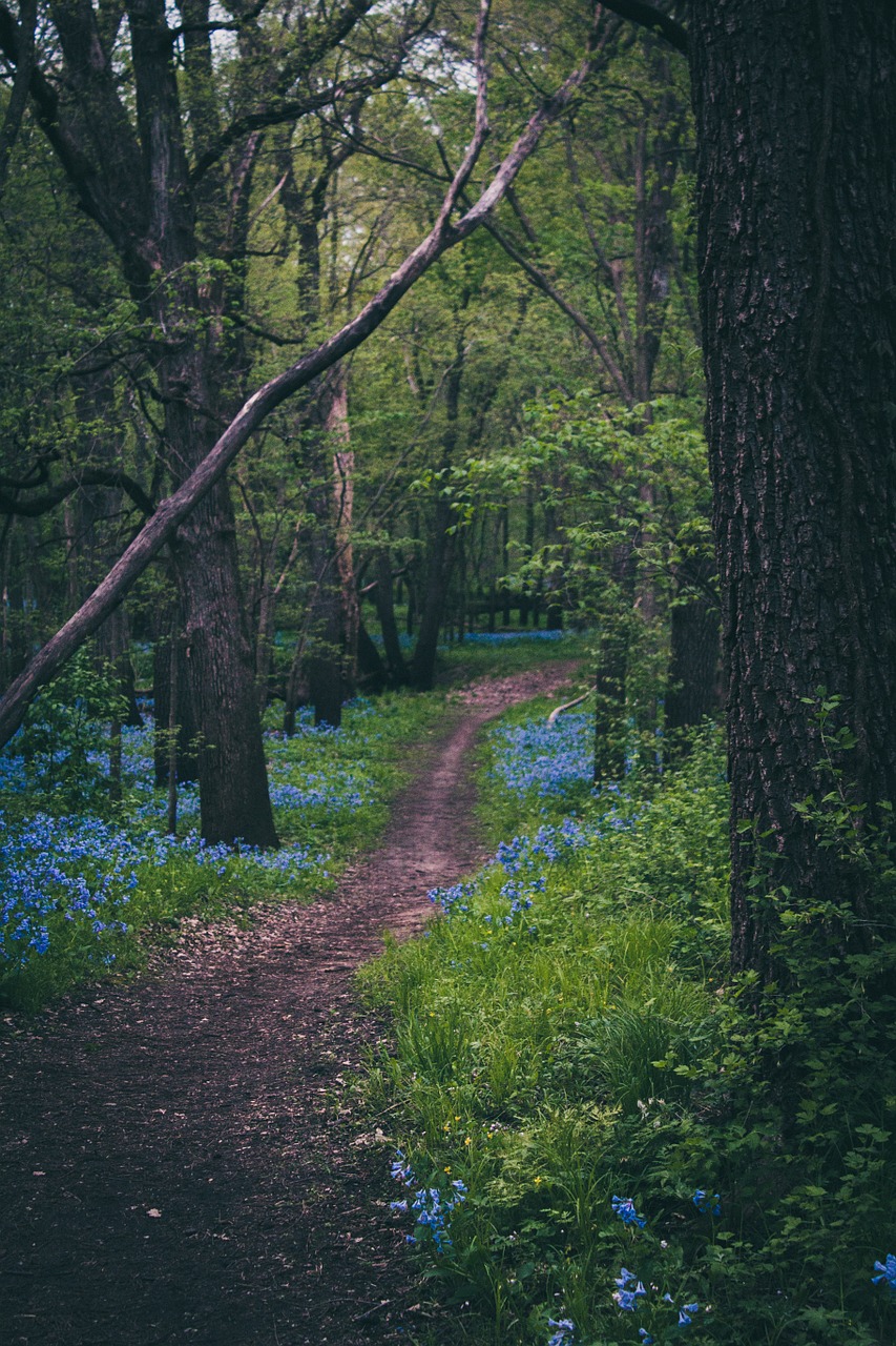 path woods forest free photo