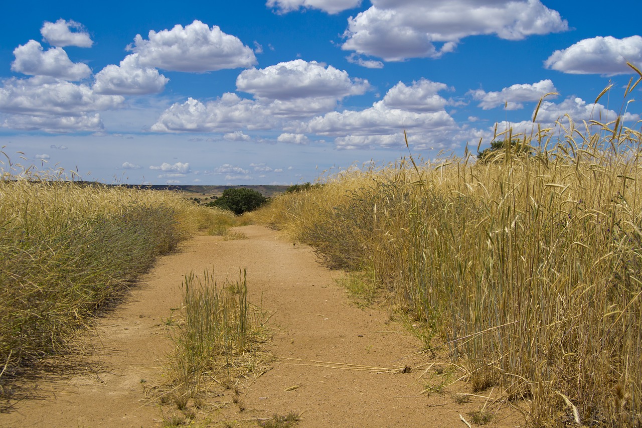 path field mountain road free photo