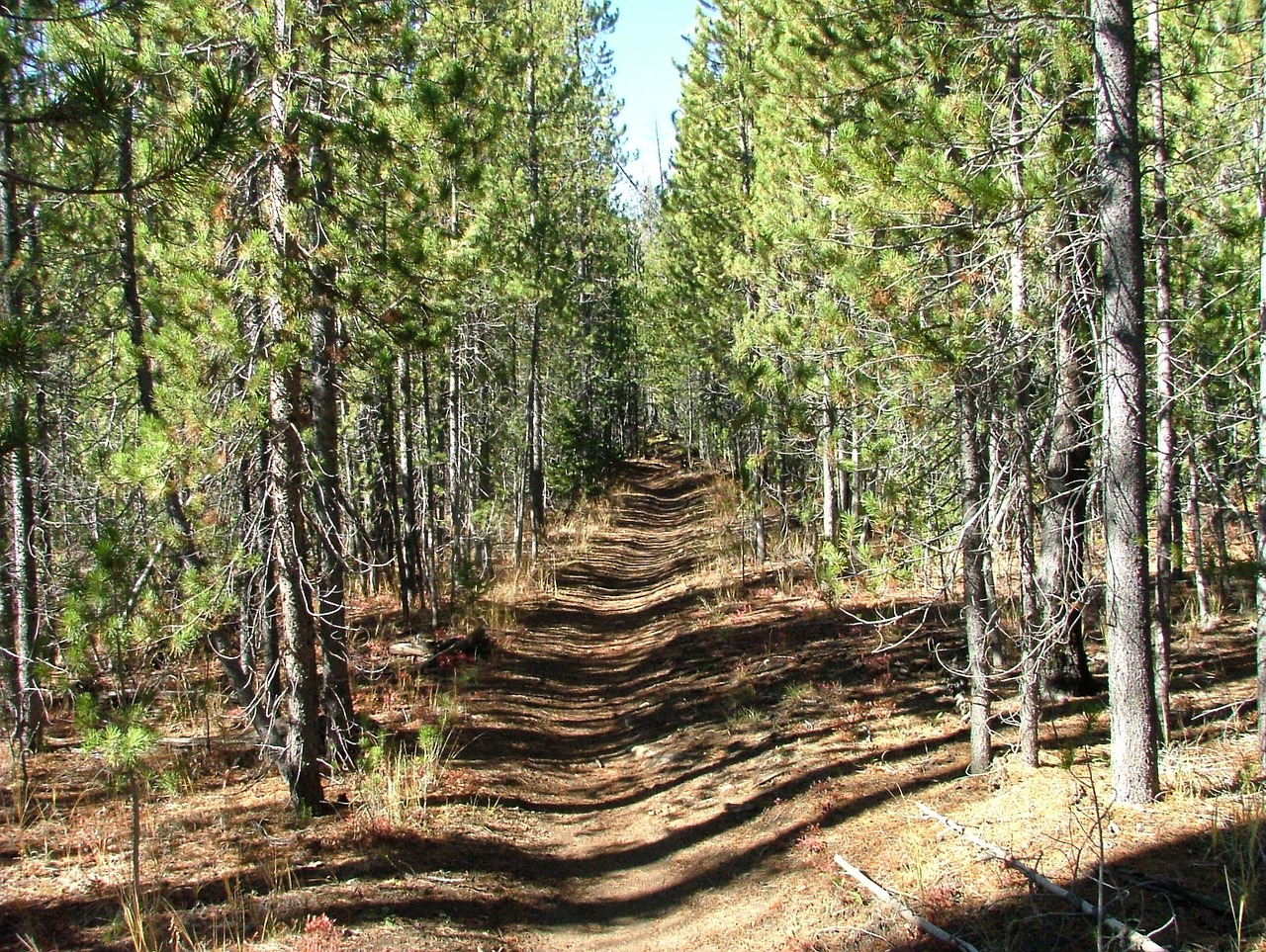 path trail forest free photo