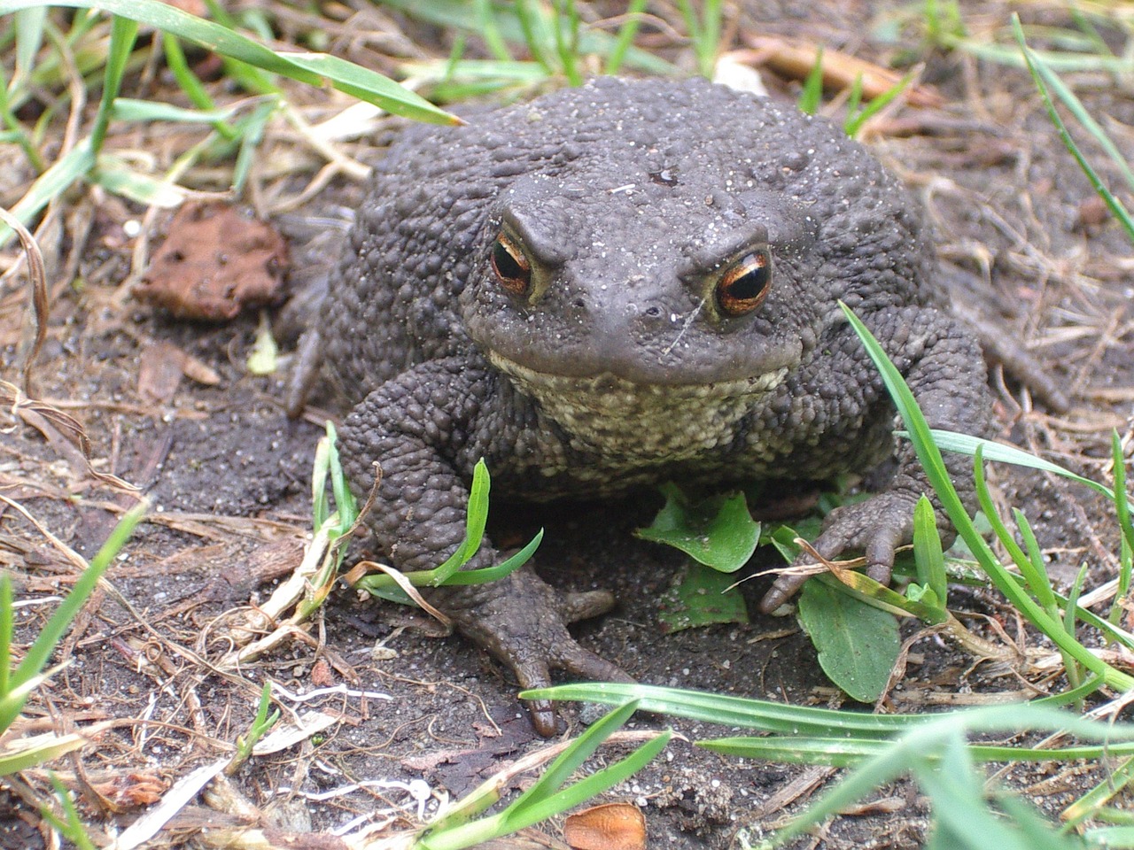 frog path amphibian free photo