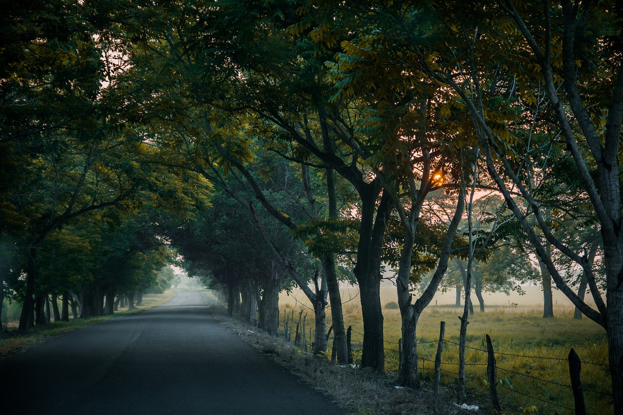 path trees grass free photo