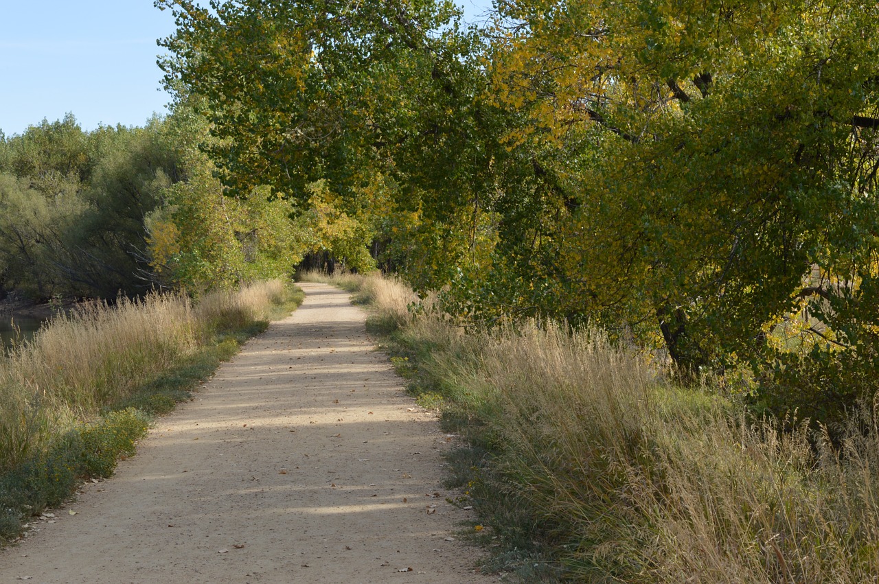 path trees fall free photo