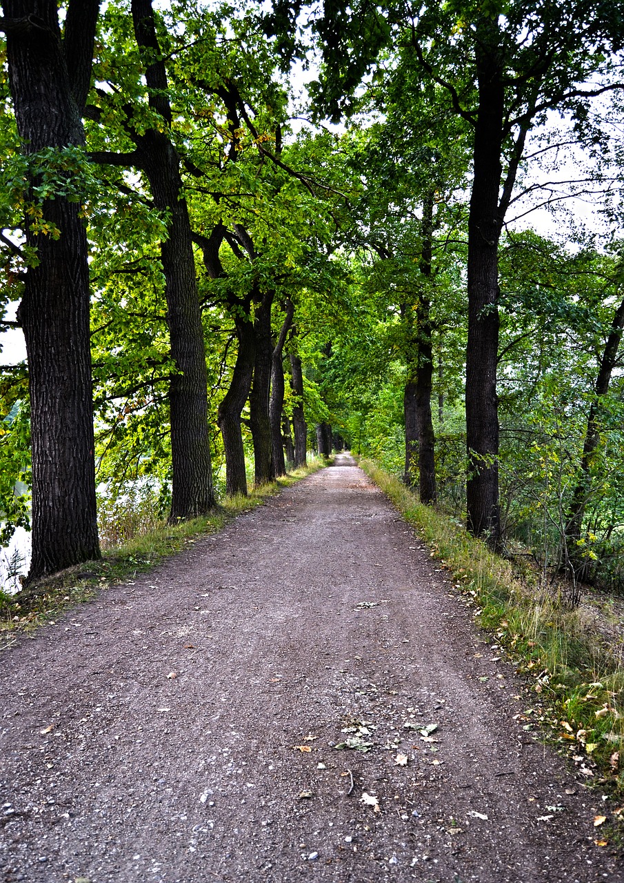 path trees nature free photo