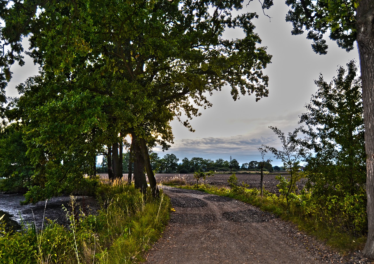 path trees nature free photo