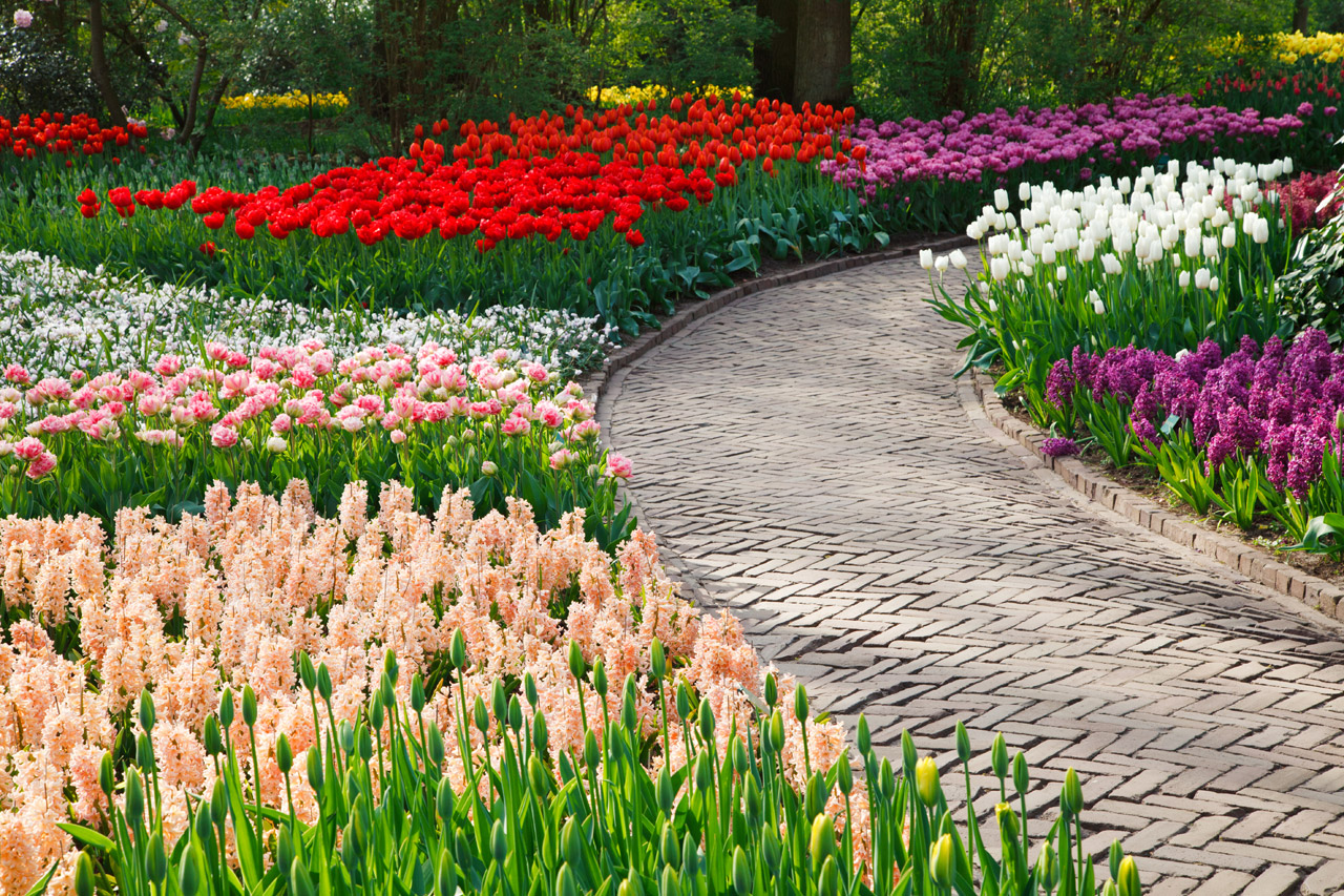 stone bloom blossom free photo