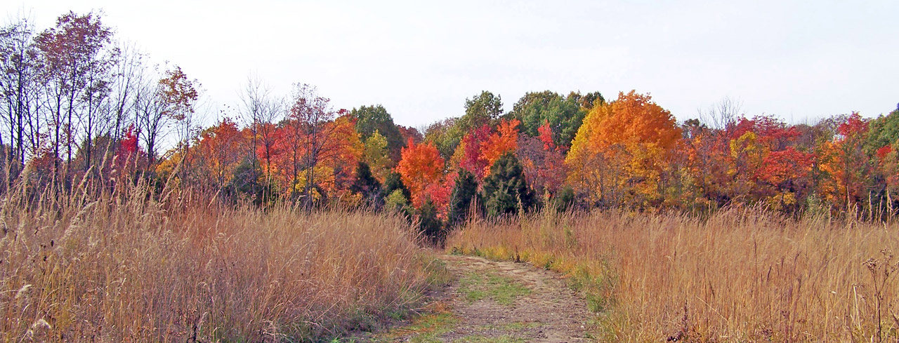 path field weeds free photo