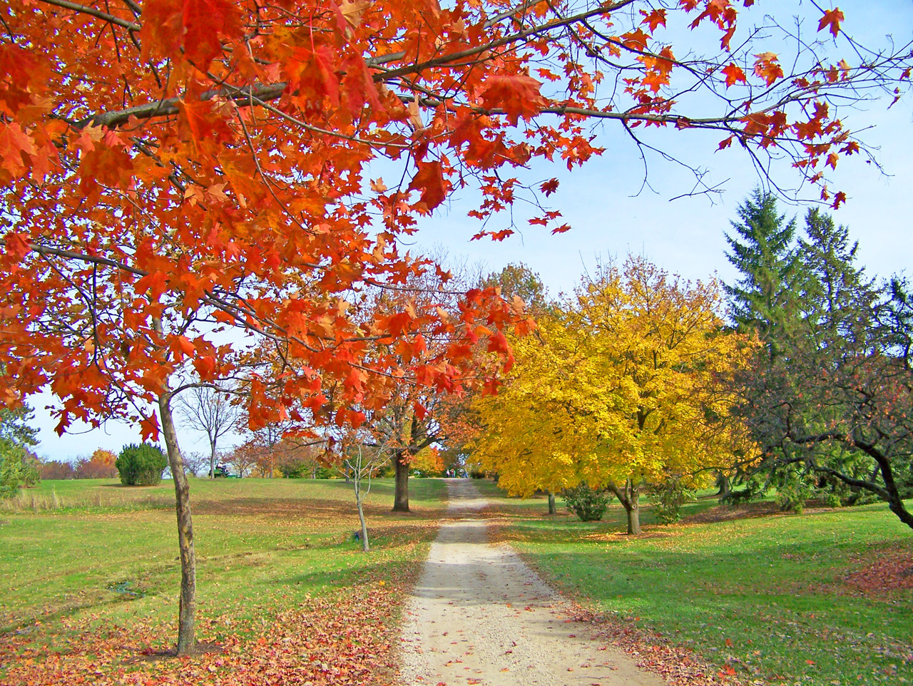 path trees autumn free photo