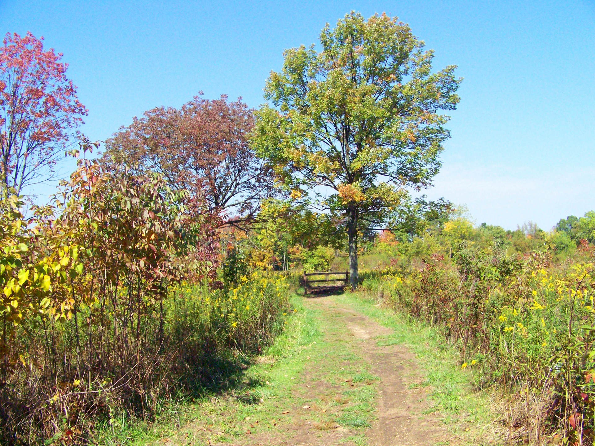 path field fall free photo