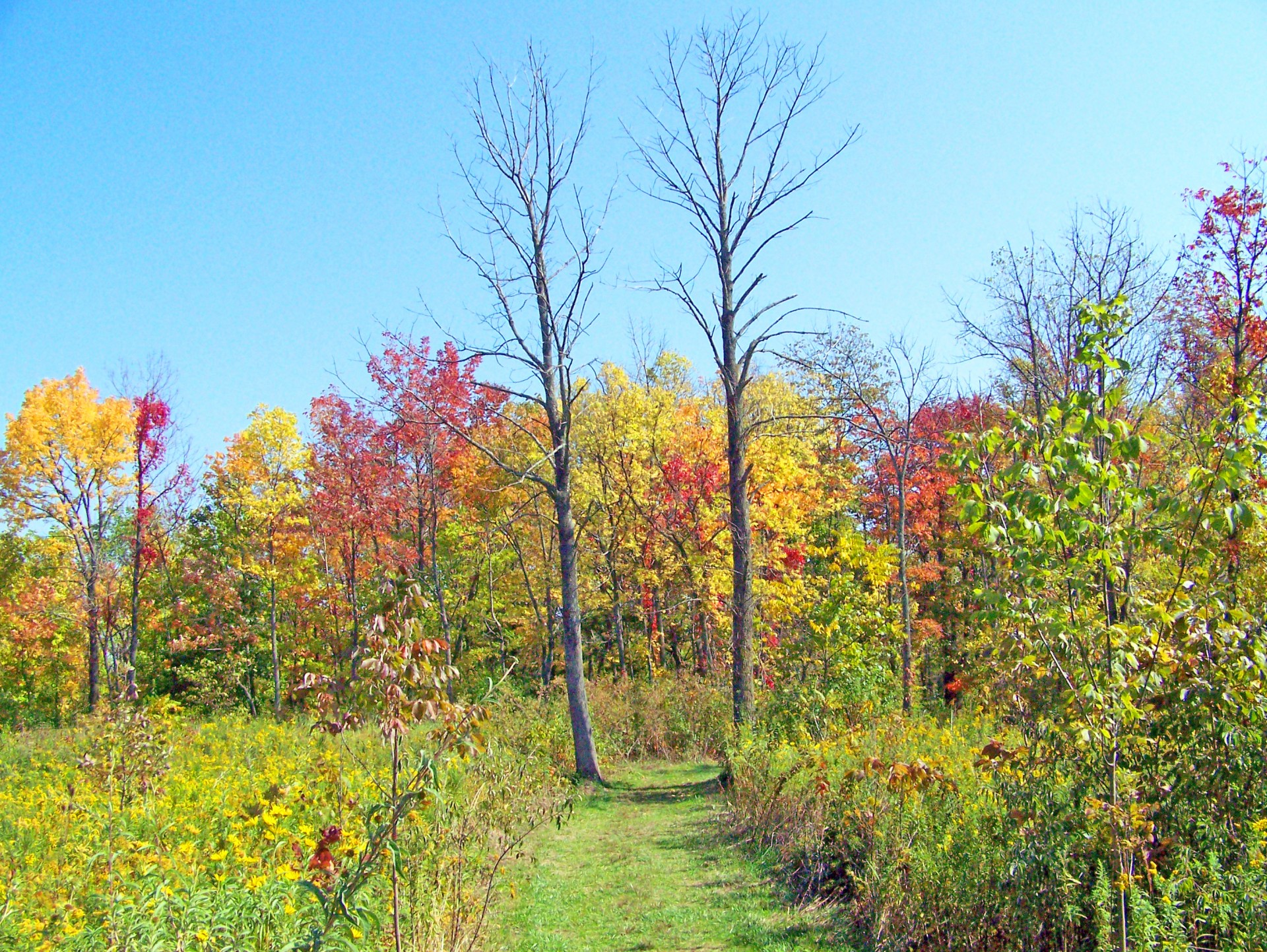 path field fall free photo