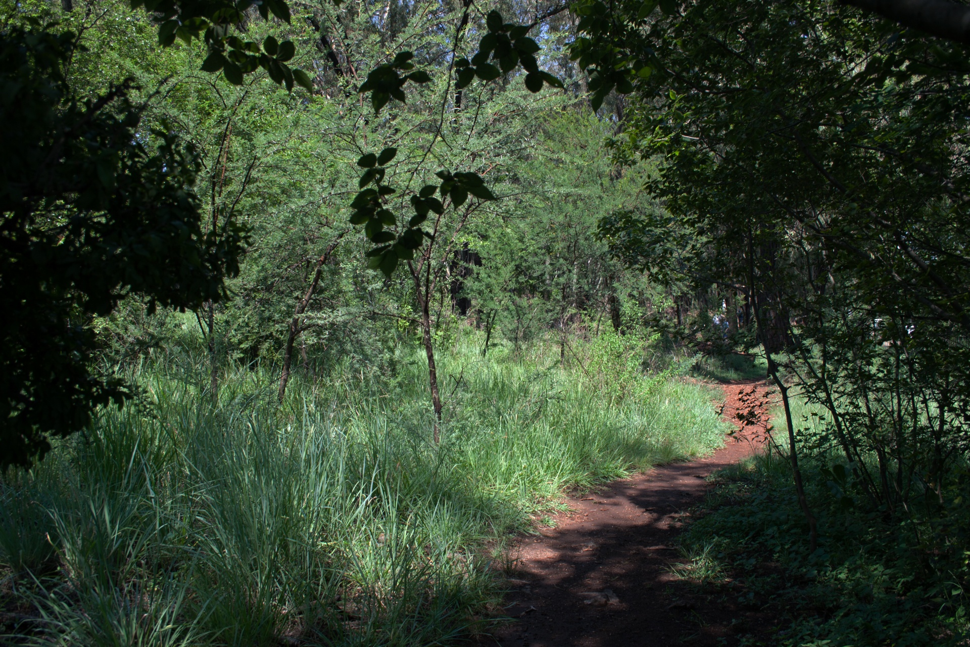 nature trees vegetation free photo