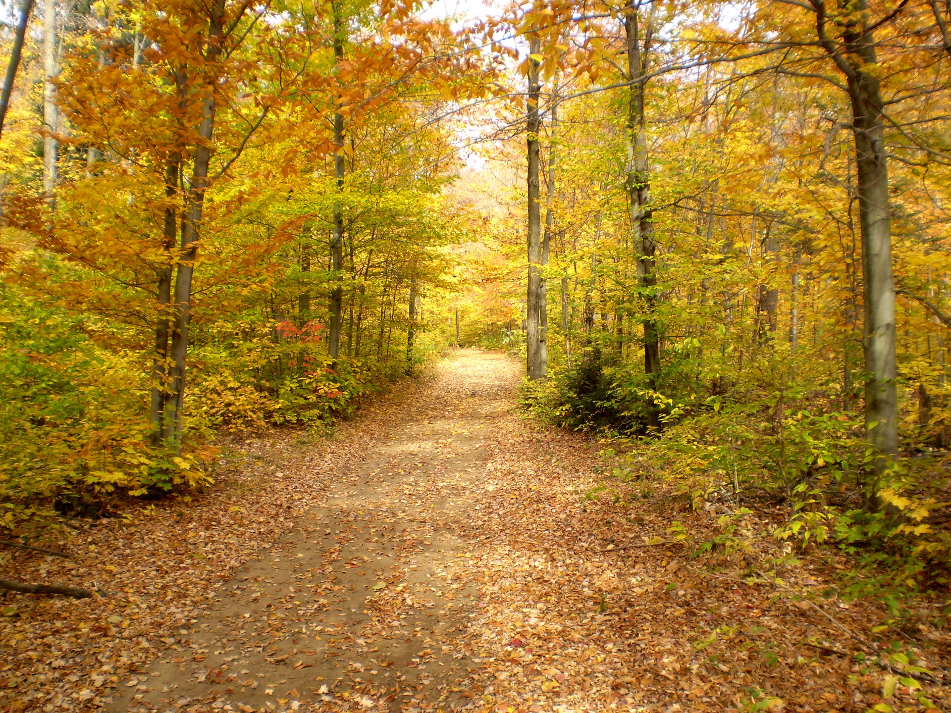 autumn color path free photo
