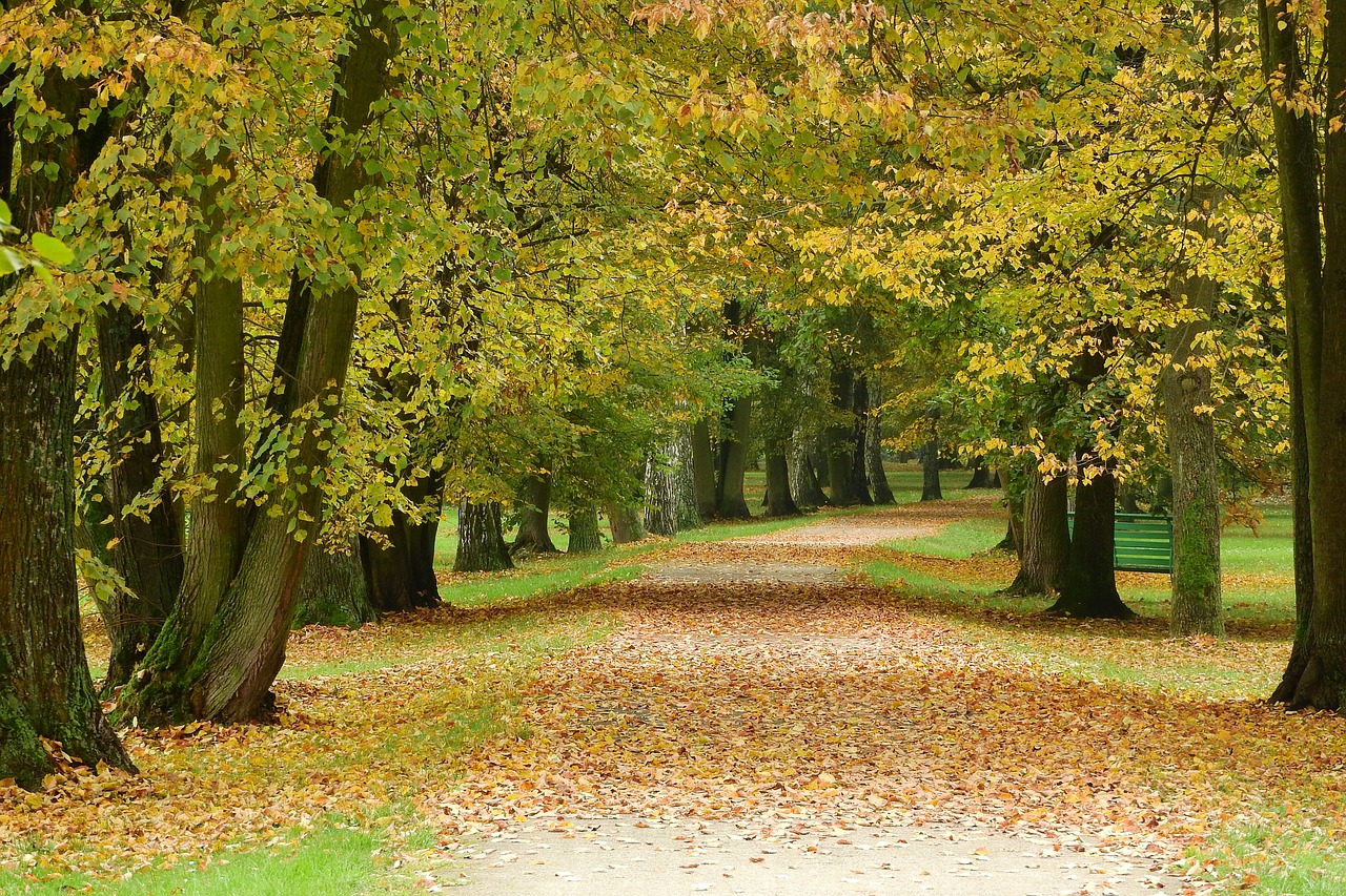 path in the park fallen leaves park free photo
