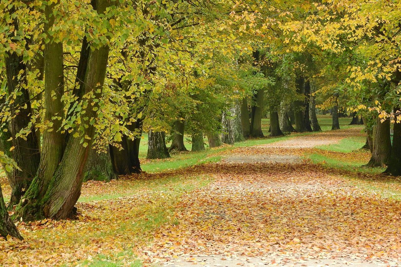 path in the park fallen leaves park free photo