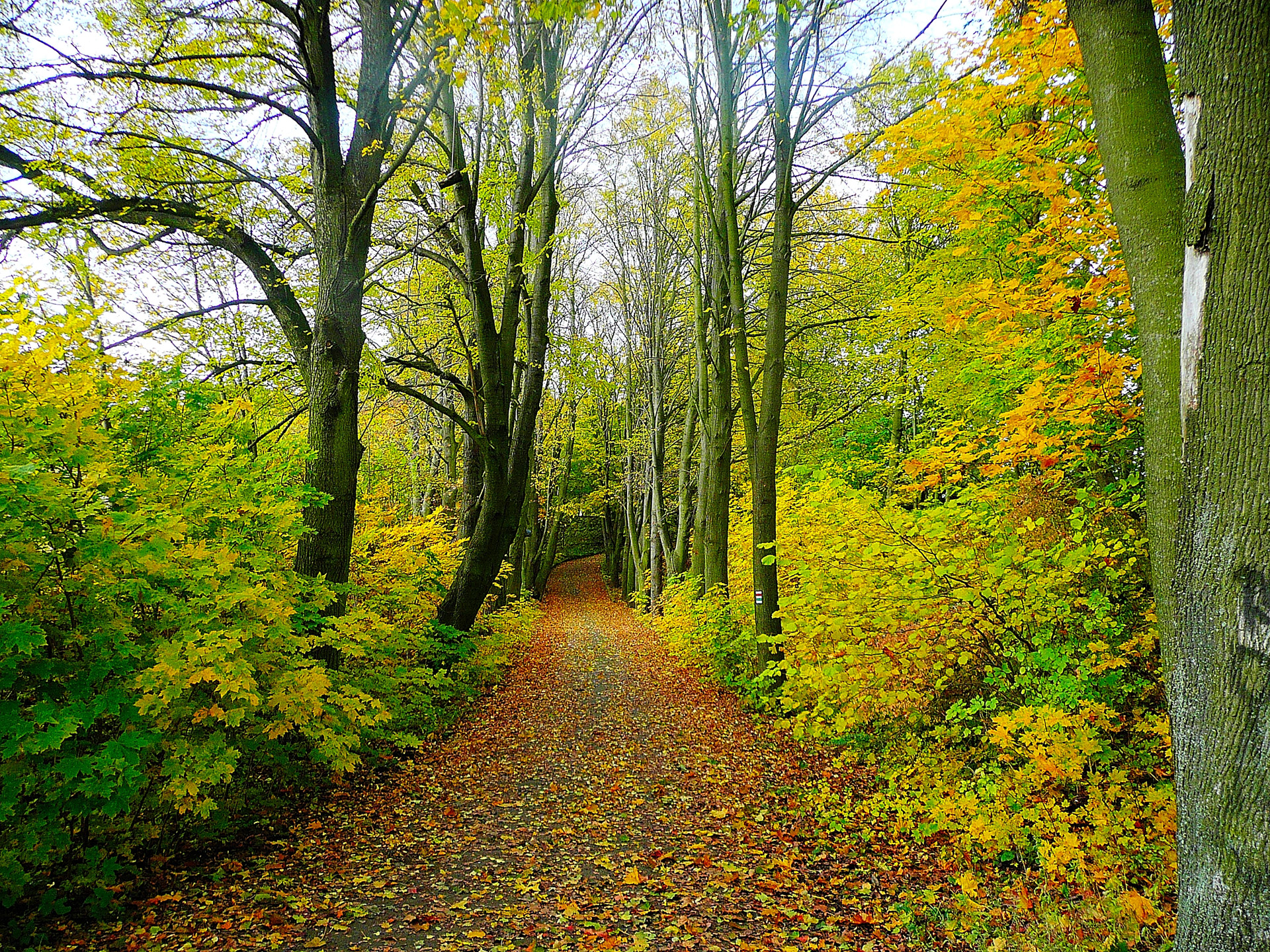 road forest trees free photo