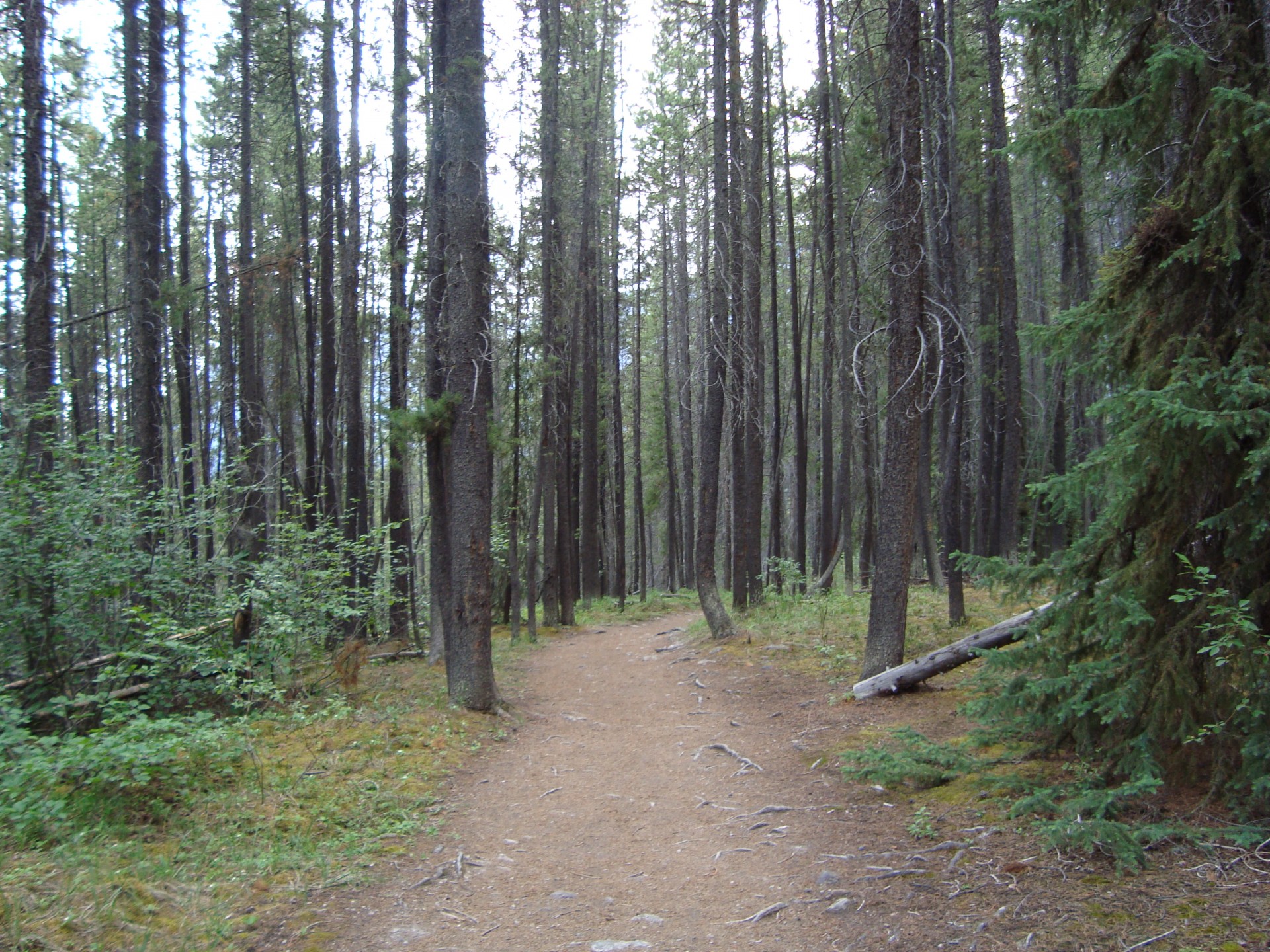 path in woods free photo