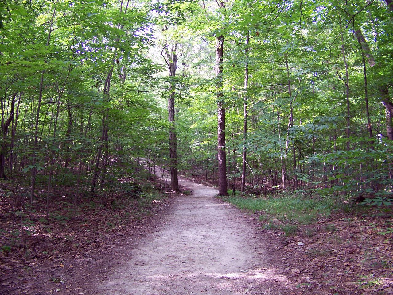 path woods trees free photo