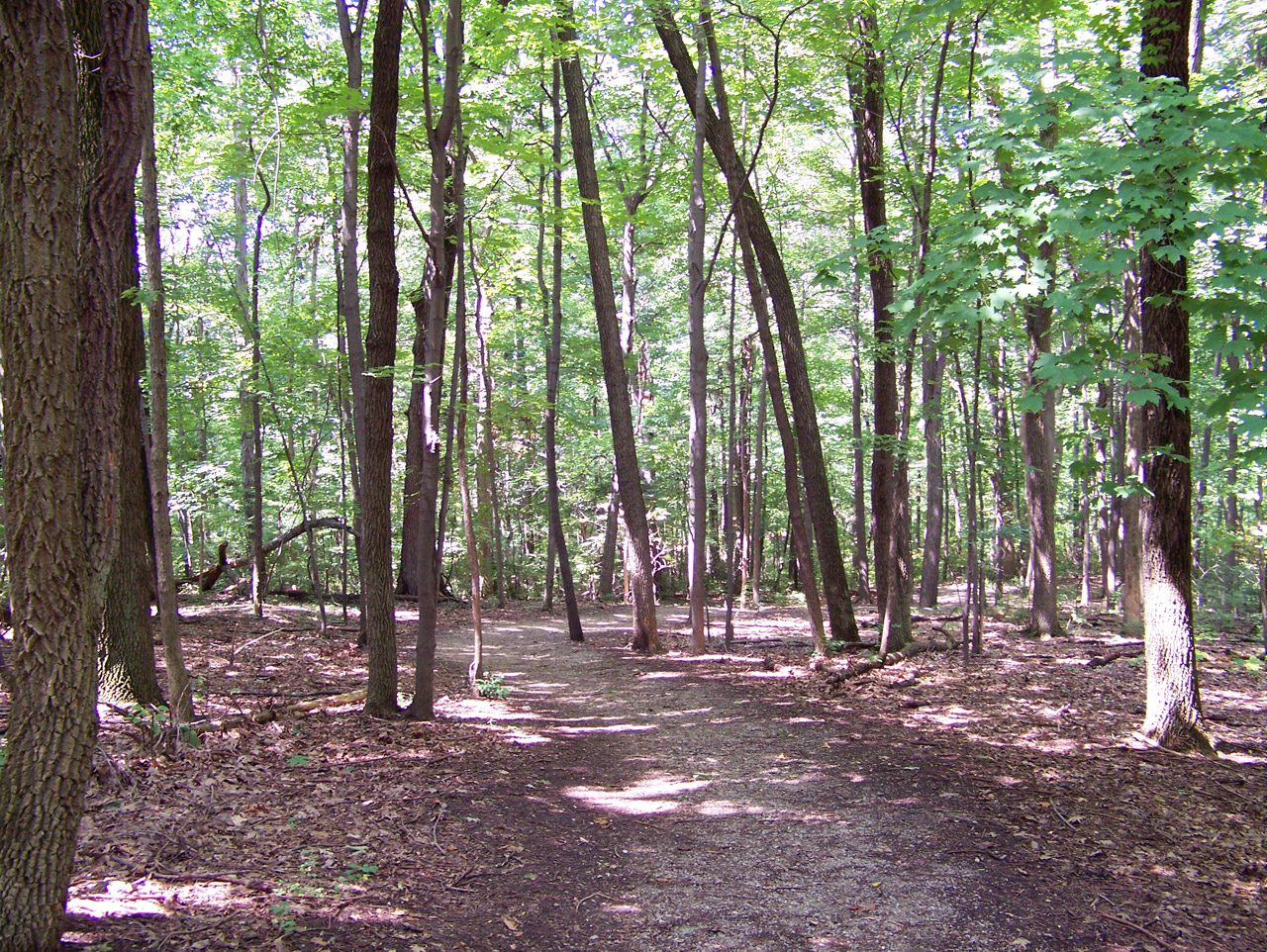 path woods trees free photo