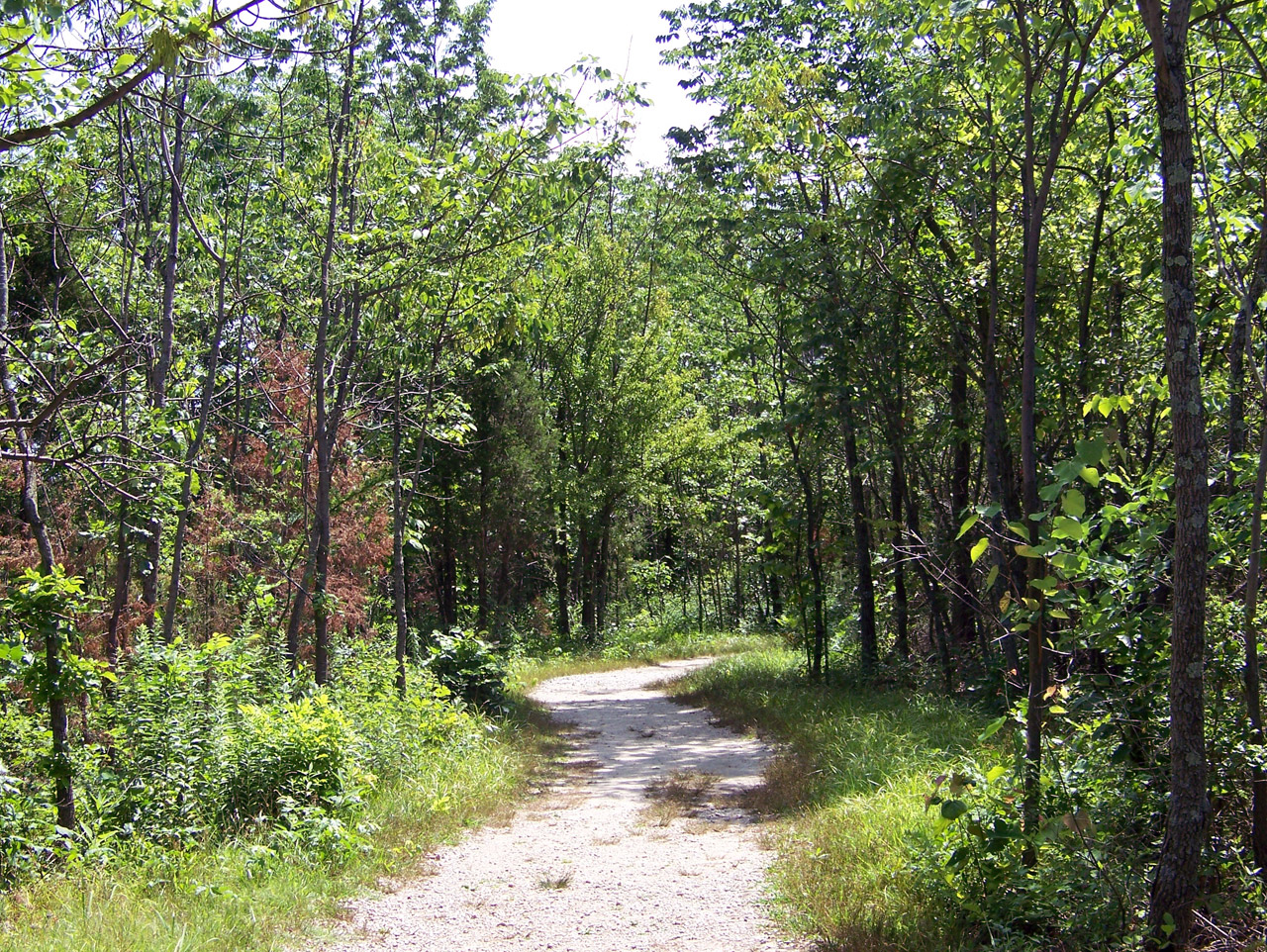 path woods trees free photo