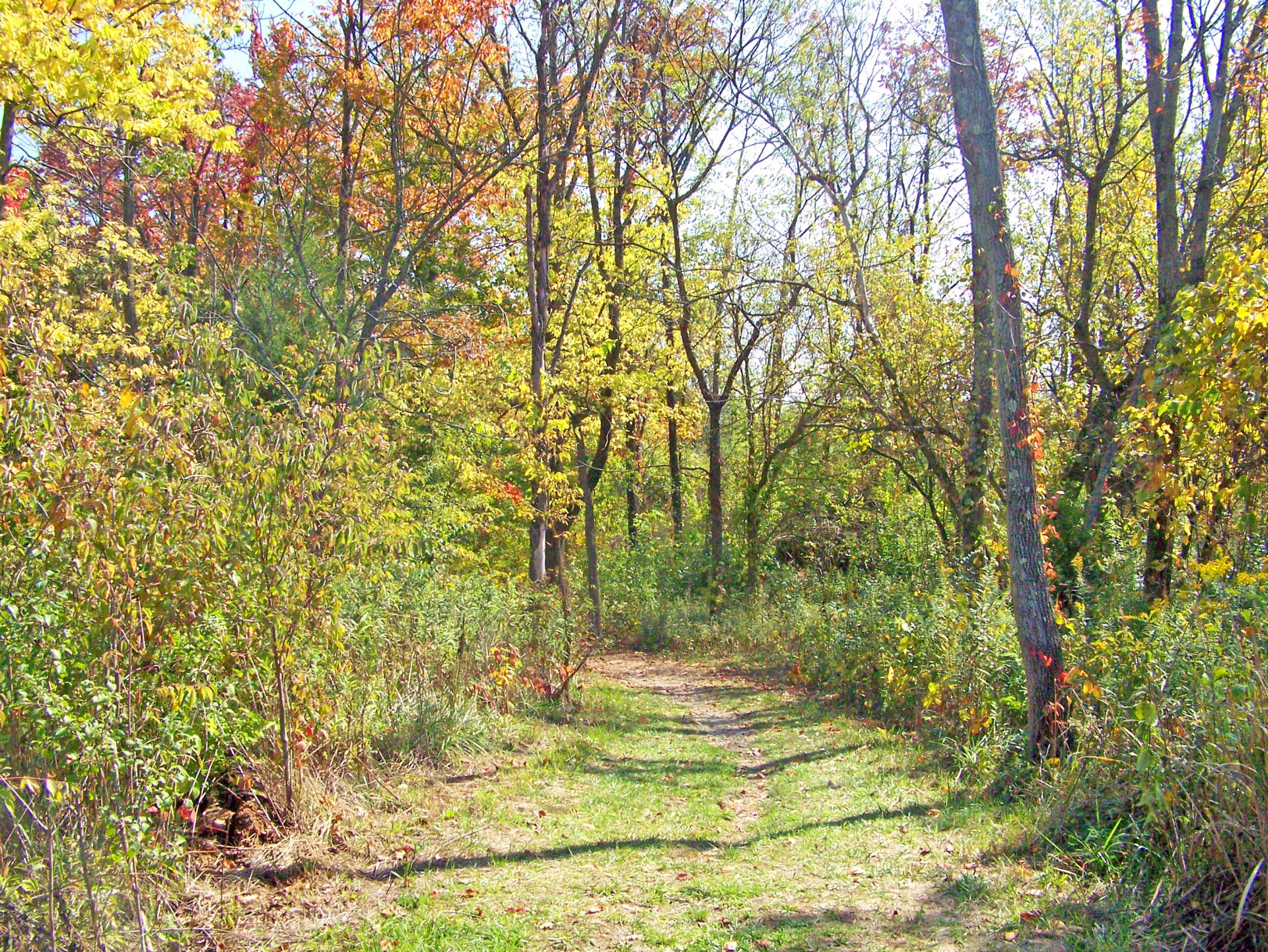 path woods fall free photo