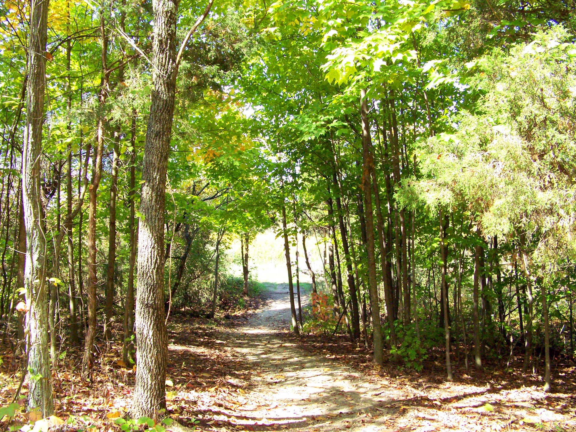 path woods leaves free photo