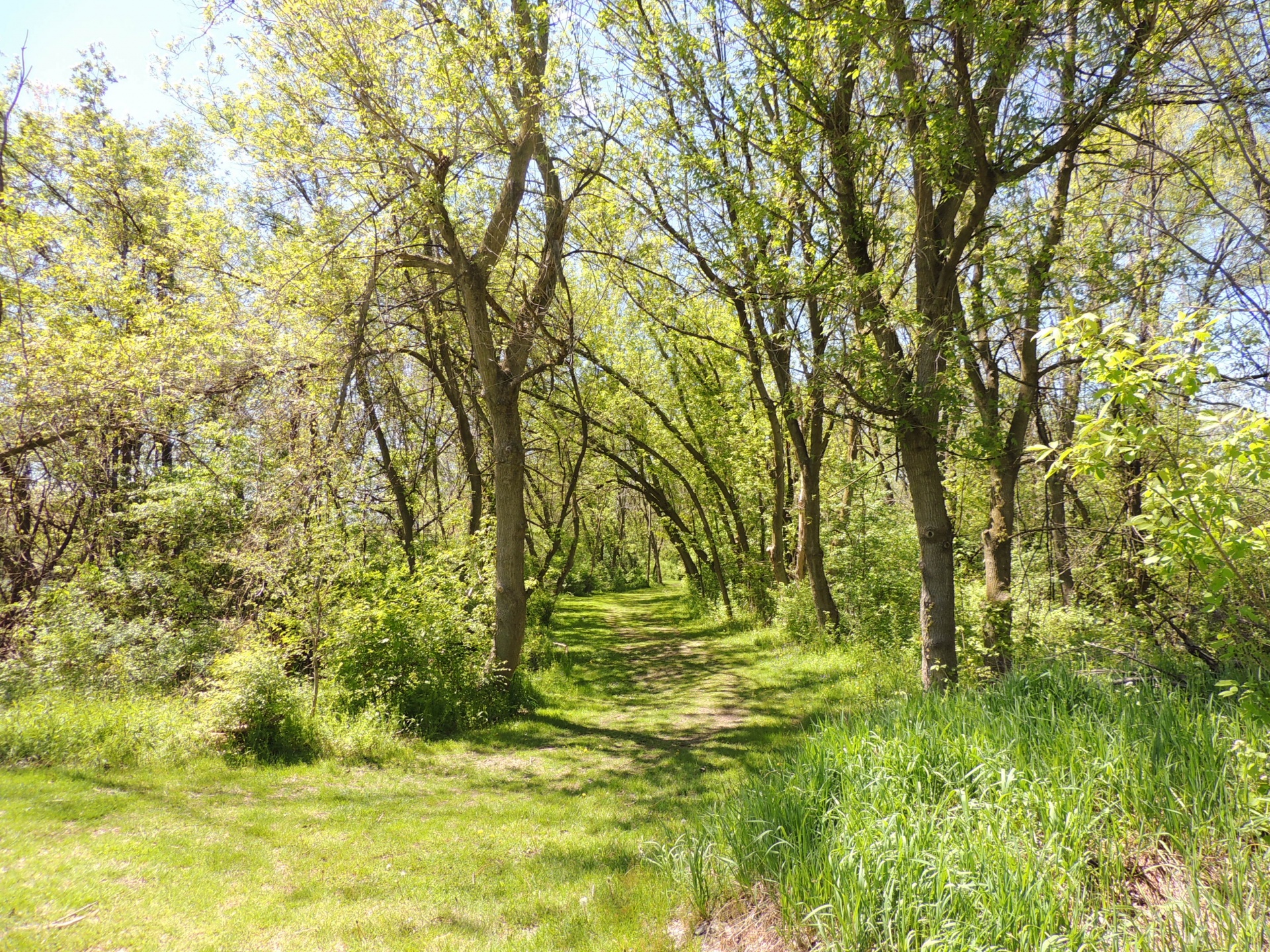 woods trail path free photo