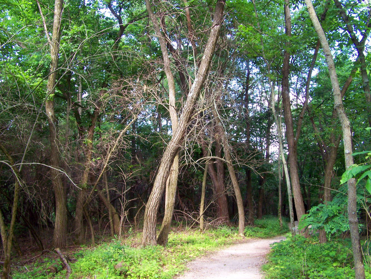path woods trees free photo